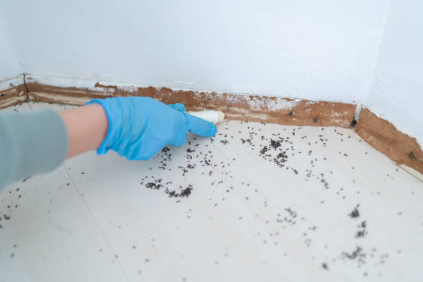 Best Rat Extermination Near Me  in Solvay, NY